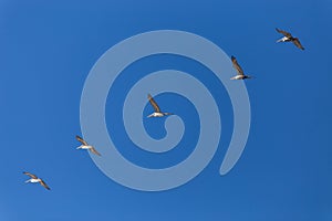 Pelicans Flying In Formation