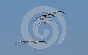 Pelicans Flying in Formation in Daytona Beach