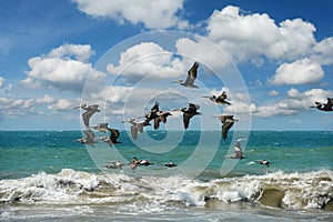Pelicans flying in formation over the ocean
