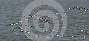 Pelicans Flying in Formation Over the Pacific Ocean