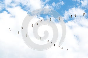 Pelicans flying. Formation of pelicans flying for food