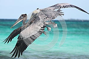 Pelicans flying 2 photo