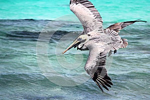Pelicans flying photo