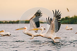 Pelicans flying low above water in Danube Delta