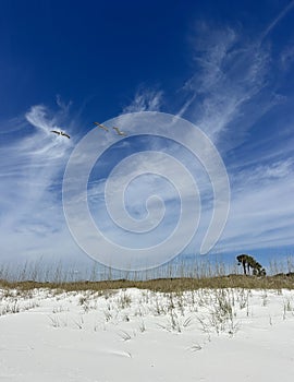 Pelicans flying over dunes at Henderson Beach State Park Florida