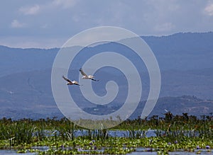 Pelicans flying over Lake Naivasha
