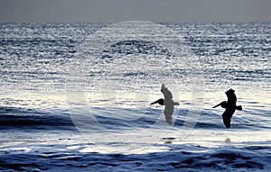 Pelicans flying over the morning waves
