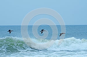 Pelicans Flying Over the Ocean Waves