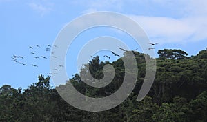 Pelicans Flying Over Rainforest photo