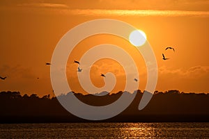 Pelicans flying over a river at sunset