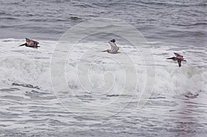 Pelicans flying over the Waves on the Outer Banks