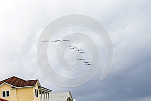 Pelicans flying in rain over a wooden beach villa