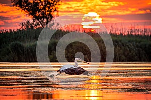 Pelicans flying at sunrise in Danube Delta, Romania