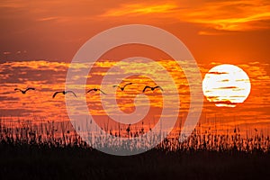 Pelicans flying at sunrise in Delta Dunarii