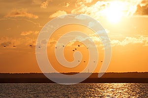 Pelicans Flying at Sunset