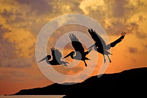 Pelicans flying at sunset over the sky of Bahia San Carlos photo