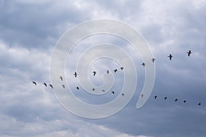 Pelicans Flying in V Formation