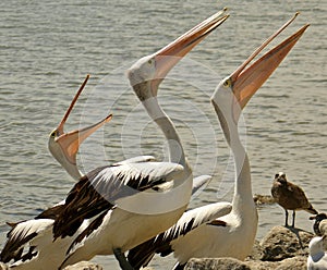 Pelicans on the foreshore -Tooradin compete to catch a Fishermans fish rejects. photo