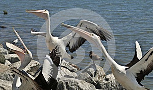 Pelicans on the foreshore -Tooradin compete to catch a Fishermans fish rejects. photo