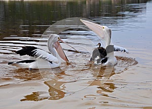 Pelicans Frollicking in the Moore River, Western Australia