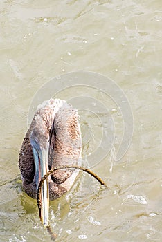 Pelicans at Galveston Island, TX