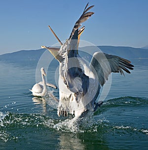 Pelicans