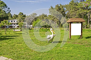 Pelicans in green open field. Big birds with large beaks sitting in the sun in nice weather.