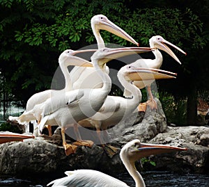 Pelicans group portrait photo