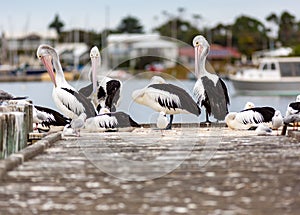 Pelicans on Hectors Jetty on the Fleurieu Peninsula Goolwa South Australia on 3rd April 2019