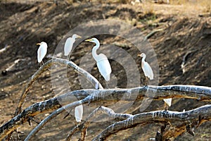Pelicans and herons in Gorongosa National Park