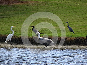 Pelicans, herons, ibis, and Cormorants
