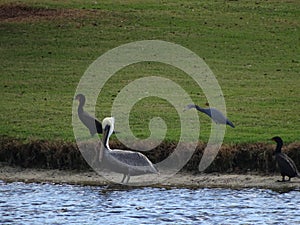 Pelicans, herons, ibis, and Cormorants