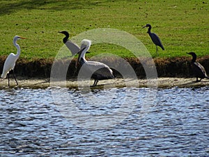 Pelicans, herons, ibis, and Cormorants