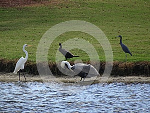 Pelicans, herons, ibis, and Cormorants