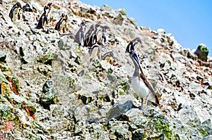 Pelicans and humboldt penguins in the Balestas Islands