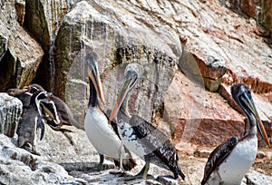 Pelicans and humboldt penguins in the Balestas Islands