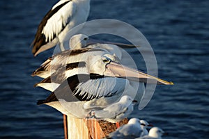 Pelicans on the Jetty Rail at Lake Tyers in the late afternoon sunshine