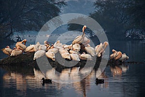 Pelicans in Keoladeo National Park, Bharatpur, Rajasthan, India