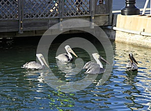 Pelicans at Key West