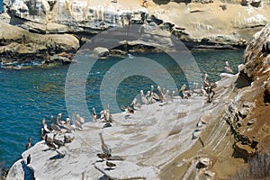 Pelicans at La Jolla Cove photo