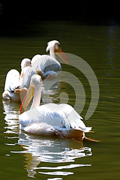 Pelicans in Lake