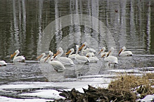 Pelicans on a Lake