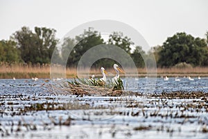 Pelicans on lake from in Danube Delta , Romania wildlife bird watching