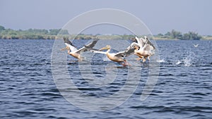 Pelicans on lake from in Danube Delta , Romania wildlife bird watching