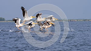 Pelicans on lake from in Danube Delta , Romania wildlife bird watching