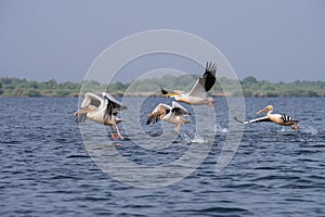 Pelicans on lake from in Danube Delta , Romania wildlife bird watching