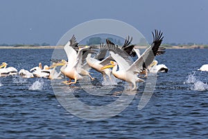 Pelicans on lake from in Danube Delta , Romania wildlife bird watching