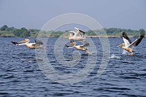 Pelicans on lake from in Danube Delta , Romania wildlife bird watching