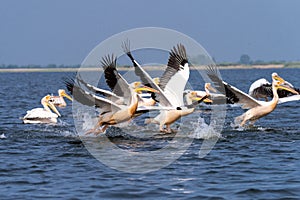 Pelicans on lake from in Danube Delta , Romania wildlife bird watching