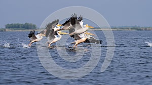 Pelicans on lake from in Danube Delta , Romania wildlife bird watching